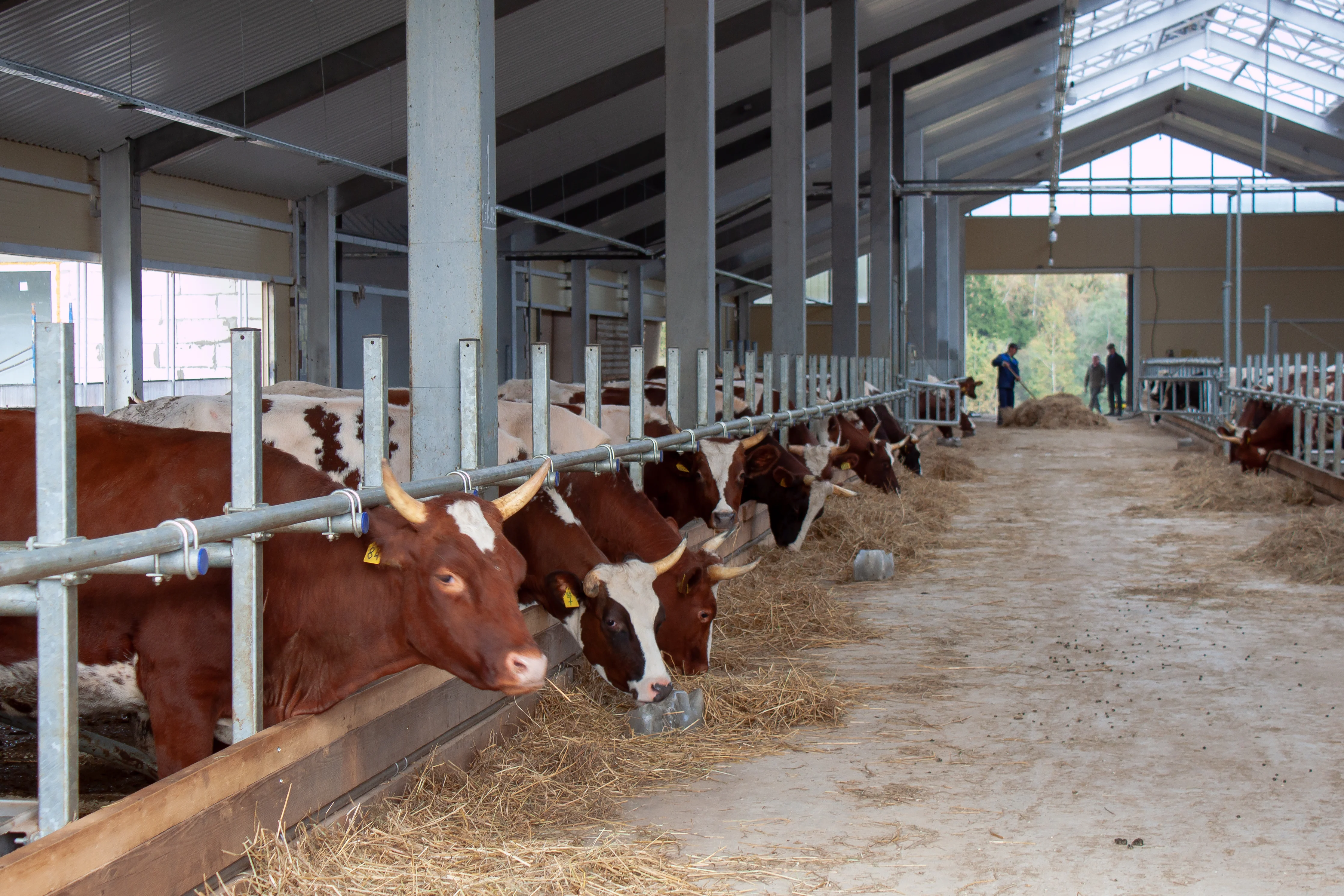 Фото Экоранчо - отдых на ферме в Алексеевке - развлечение в Москве | Досугатор